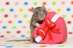 fancy rat with heart