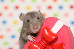 fancy rat with heart