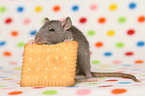 fancy rat eats biscuit