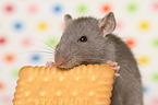 fancy rat eats biscuit