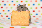 fancy rat eats biscuit