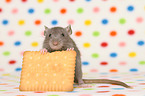 fancy rat with biscuit