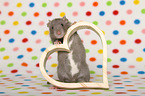 fancy rat with heart