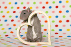 fancy rat with heart