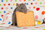 fancy rat eats biscuit