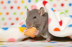 fancy rat eats biscuit