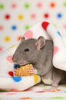 fancy rat with biscuit