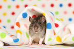 fancy rat