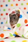 fancy rat