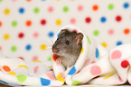 fancy rat