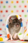 fancy rat