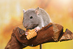 fancy rat with biscuit