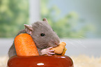 fancy rat eats biscuit