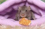 fancy rat with biscuit