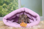 fancy rat with biscuit