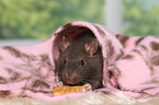 fancy rat with biscuit