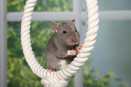 fancy rat on rope