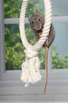 fancy rat on rope