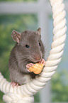 fancy rat eats biscuit