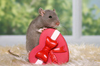 fancy rat with heart