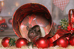 rat with christmas deco