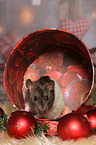 rat with christmas deco