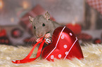 rat with christmas deco