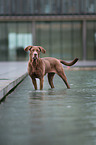 standing Labrador-Mastiff-Dog