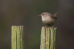 sitting Eurasian Wren