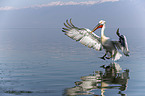 flying Dalmatian Pelican