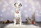 Dalmatian in christmas decoration