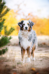 Australian Shepherd in autumn