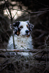 Australian Shepherd in autumn