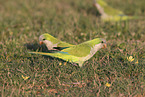 monk parakeets