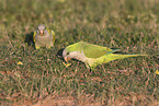 monk parakeets