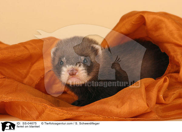 Iltisfrettchen auf Decke / ferret on blanket / SS-04675