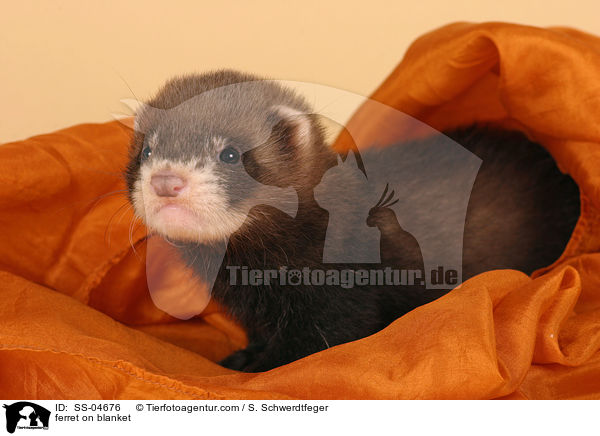 ferret on blanket / SS-04676
