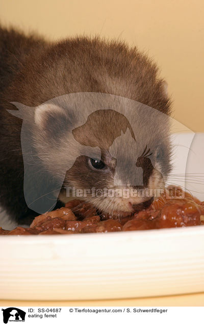 eating ferret / SS-04687