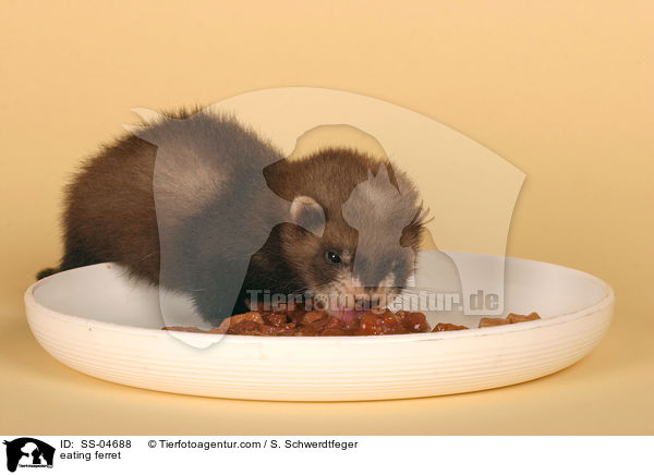 Frettchen / eating ferret / SS-04688