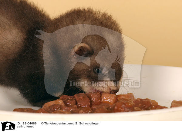 Frettchen / eating ferret / SS-04689