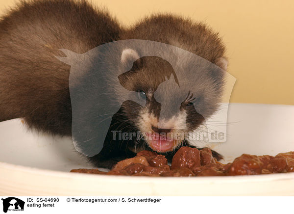 Frettchen / eating ferret / SS-04690
