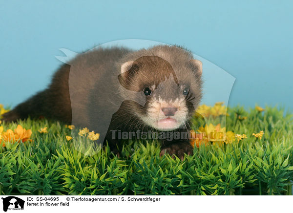 Frettchen auf Blumenwiese / ferret in flower field / SS-04695