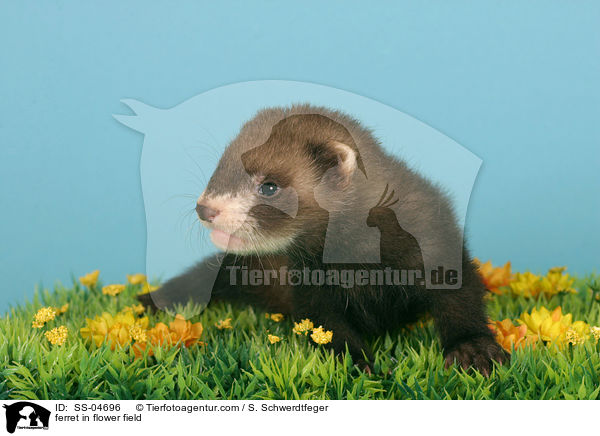ferret in flower field / SS-04696