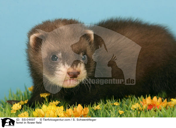 ferret in flower field / SS-04697