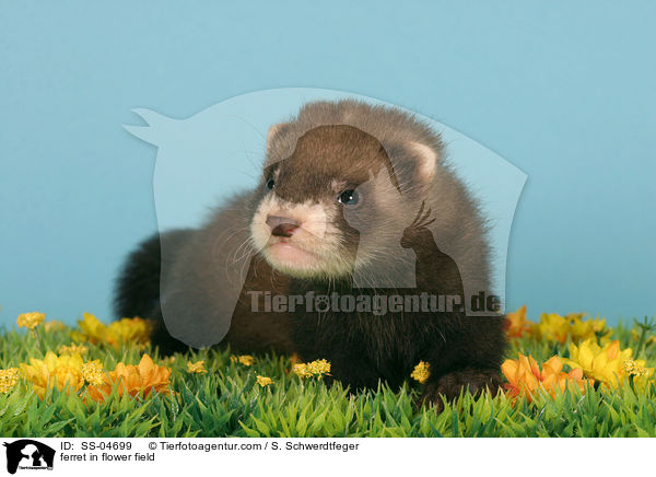 ferret in flower field / SS-04699