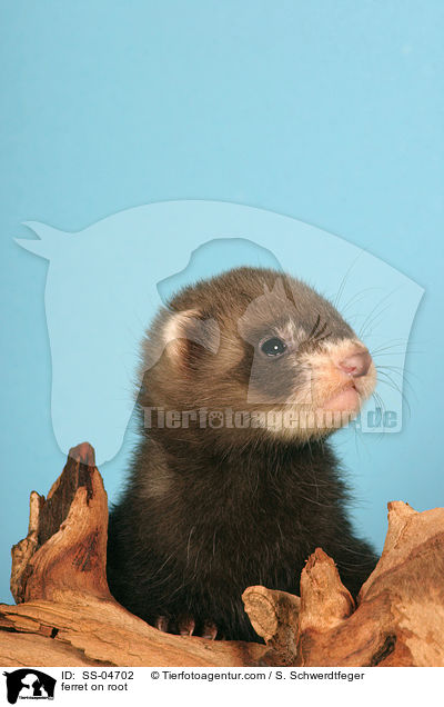 ferret on root / SS-04702