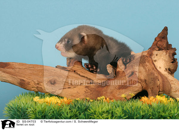 Frettchen auf Wurzel / ferret on root / SS-04703
