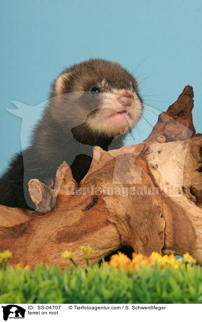 ferret on root / SS-04707