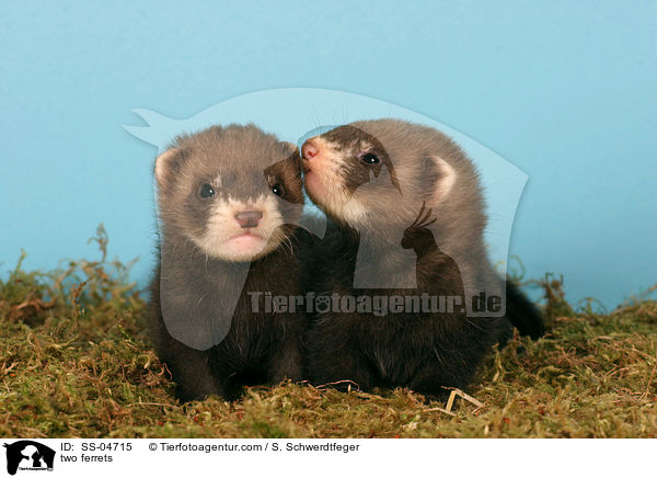 two ferrets / SS-04715