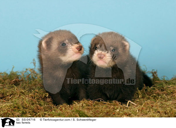 two ferrets / SS-04716